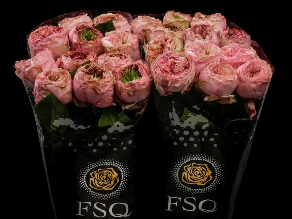バラ　激レア　Pride of Jane PRIDE OF JANE a Twotone Pink rose from Ecuador